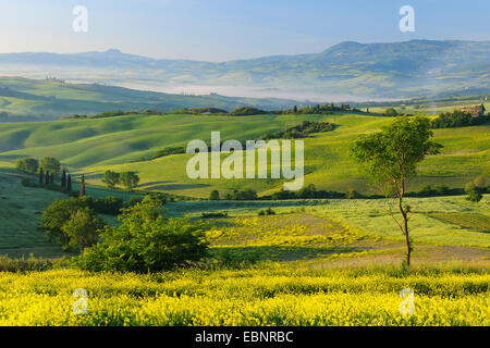 Verdoyant et vallonné d'une terre agricole au printemps, Italie, Toscane, Val d Orcia , San Quirico d Orcia Banque D'Images