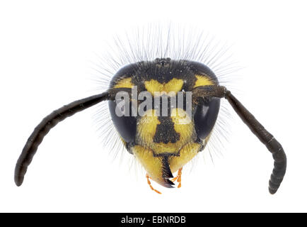 Guêpe commune Vespula (Paravespula vulgaris vulgaris,), macro shot de la reine Banque D'Images