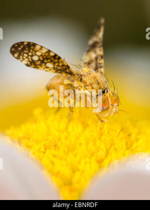 Assombri l'Achillée Fly (Oxyna flavipennis), homme sur la marguerite blanche se nourrissant de pollen, Allemagne Banque D'Images