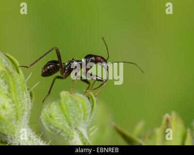 Samsel Himacerus mirmicoides bug (Himacerus mirmicoides), - Ancienne insicts chasse larve sur crepis , Allemagne Banque D'Images