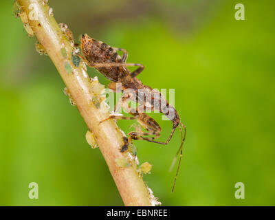 Samsel Himacerus mirmicoides (bug), femelle adulte mange des pucerons capturés, Allemagne Banque D'Images