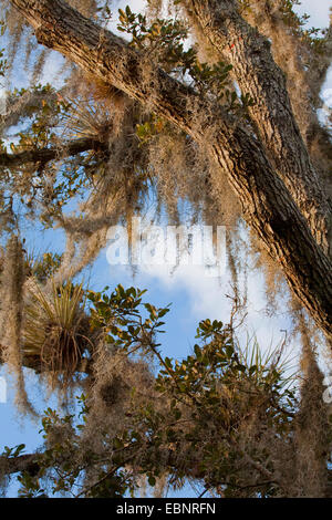 Old man's beard, mousse espagnole (Tillandsia usneoides), arbre couvert de mousse espagnole, USA, Floride, Big Cypress National Preserve, le Parc National des Everglades Banque D'Images