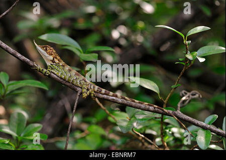 Rhino-horned Lizard (Ceratophora stoddartii), homme Rhino à cornes courtes sur une branche, le Sri Lanka, le Parc National de Horton Plains Banque D'Images