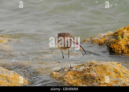 Courlis corlieu (Numenius phaeopus), sur la rive d'alimentation, Qatar, Doha Banque D'Images