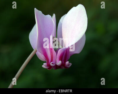 Cyclamen à feuilles de lierre, hardy cyclamen hederifolium Cyclamen (cyclamen, hederaefolium, Cyclamen neapolitanum), fleur Banque D'Images