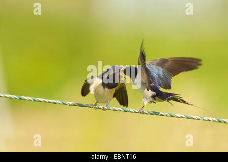 L'hirondelle rustique (Hirundo rustica), nourrir un jeune oiseau, Allemagne Banque D'Images