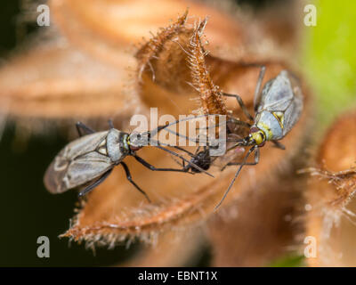 Bug de la capside (Macrotylus herrichi), les femelles sucent capturé sur spider Salvia pratensis, Allemagne Banque D'Images