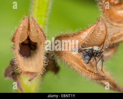 Bug de la capside (Macrotylus herrichi), femme dormir sur la Salvia pratensis, Allemagne Banque D'Images