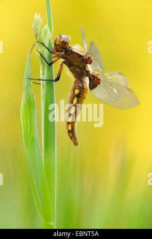 À corps large libellula, large taille chaser (Libellula depressa), Femme, Allemagne Banque D'Images