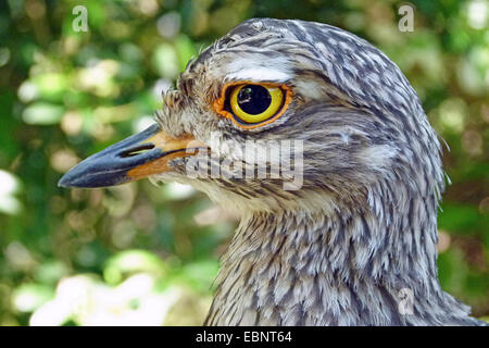 Cape dikkop, Spotted thick-knee (Burhinus capensis), portrait, l'Afrique Banque D'Images