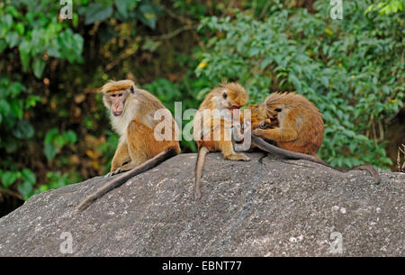 Toque macaque (Macaca sinica), groupe le toilettage sur un rocher, au Sri Lanka Banque D'Images