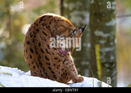 Le lynx eurasien (Lynx lynx), sitting in snow prendre soin de sa fourrure, de l'Allemagne, la Bavière, le Parc National de la Forêt bavaroise Banque D'Images