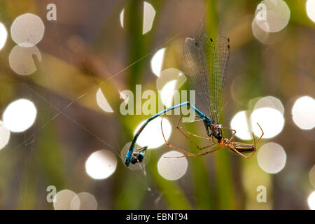 Une araignée plate (Tetragnatha extensa), ayant pris une araignée plate libellule dans son filet, en Allemagne, en Rhénanie du Nord-Westphalie Banque D'Images