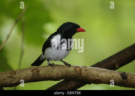Red-billed buffalo weaver (Bubalornis niger), homme d'une branche Banque D'Images