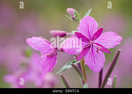 Saule à feuilles larges-herb, Red Willow-herb, rivière de la beauté, de l'épilobe glanduleux (Epilobium latifolium), des fleurs, du Canada, de Kluane National Park Banque D'Images