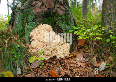 Chou-fleur Chou-fleur en bois, champignons (Sparassis crispa), à la base d'un pin, Allemagne Banque D'Images