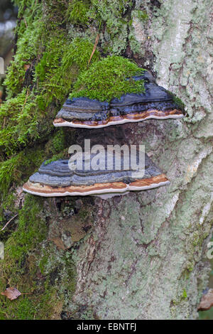 L'amadou, champignon champignon sabot, Amadou conk, Amadou polypore, Amadou Fomes fomentarius support deux organes de fructification à un tronc d'arbre, Allemagne Banque D'Images