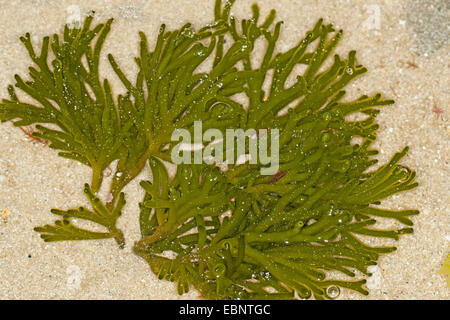 Éponge verte fragile Doigt (Codium spec.), au reflux, Allemagne Banque D'Images