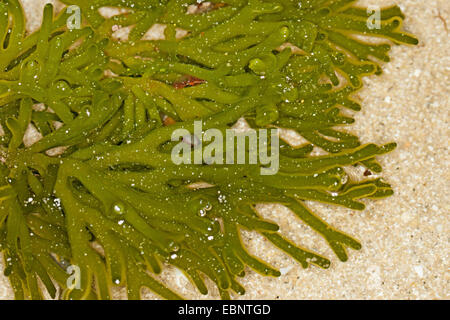 Éponge verte fragile Doigt (Codium spec.), au reflux, Allemagne Banque D'Images