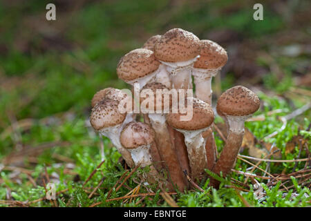 Miel foncé, Miel champignon Armillaria ostoyae (champignons, Armillariella polymyces solidipes, Armillaria), des organes de fructification sur le sol forestier, Allemagne Banque D'Images