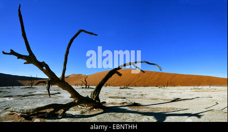 Camel thorn, la girafe thorn (Acacia erioloba), les arbres morts dans le désert de la vallée de Sossusvlei, camel thorn, la Namibie, le Parc National Namib Naukluft Banque D'Images