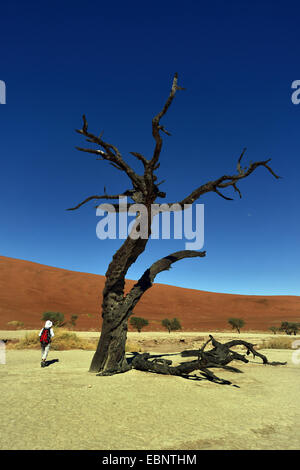 Camel thorn, la girafe thorn (Acacia erioloba), randonneur dans les arbres morts dans le désert de la vallée de Sossusvlei, camel thorn, la Namibie, le Parc National Namib Naukluft Banque D'Images