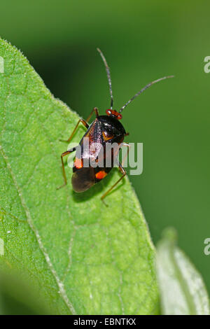 Bugs de la capside (Deraeocoris ruber), morph noir sur une feuille, Allemagne Banque D'Images