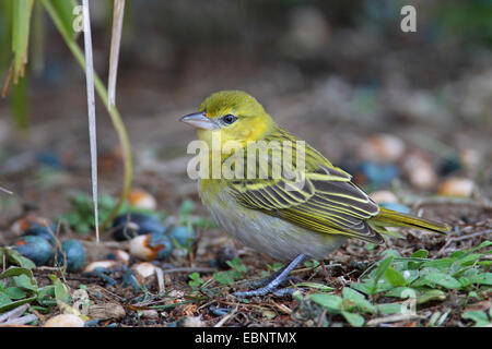 Lesser masked weaver (Ploceus intermedius), femme assise sur le sol, l'Afrique du Sud, Sainte-Lucie Wetland Park Banque D'Images