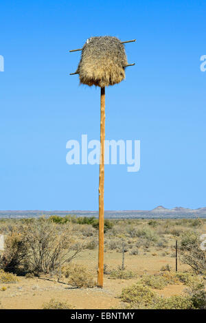 Sociable weaver (Philetairus socius), les colonies à un ancien poteau électrique, Namibie, Keetmanshoop Banque D'Images