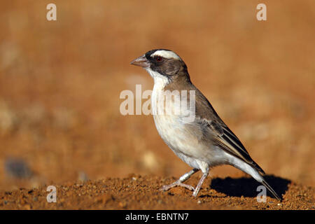 Bruant à sourcils blancs (Plocepasser mahali weaver), se dresse sur le terrain, Afrique du Sud, Barberspan Sanctury Oiseaux Banque D'Images