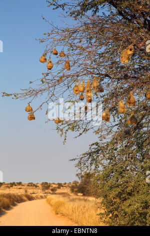 Masque africain weaver (Ploceus velatus), niche dans un arbuste pricky, Afrique du Sud, Kgalagadi Transfrontier National Park Banque D'Images