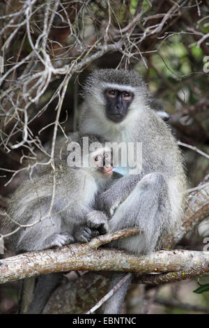 Singe Grivet, savane singe, singe, singe vert (Cercopithecus aethiops), femme avec un jeune assis dans un arbre, les jeunes nourrissons par la mère, l'Afrique du Sud, Sainte-Lucie Wetland Park Banque D'Images