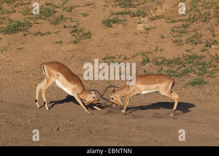 Impala (Aepyceros melampus), deux mâles, lutte contre l'Afrique du Sud, Kruger National Park Banque D'Images