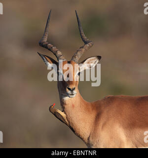 Impala (Aepyceros melampus), homme, red-billed oxpecker assis sur le cou, Afrique du Sud, Umfolozi Game Reserve Banque D'Images