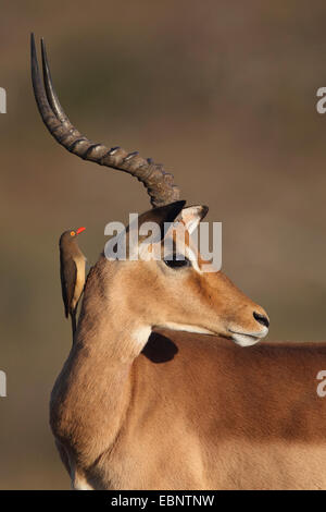 Impala (Aepyceros melampus), homme, red-billed oxpecker assis sur la nuque, Afrique du Sud, Umfolozi Game Reserve Banque D'Images