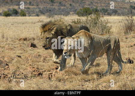 Lion (Panthera leo), hommes et femmes marchant côte à côte, Afrique du Sud, le Parc National de Pilanesberg Banque D'Images