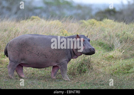 Hippopotame, hippopotame, hippopotame commun (Hippopotamus amphibius), Comité permanent sur les herbages au bord d'un lac, l'Afrique du Sud, Sainte-Lucie Wetland Park Banque D'Images