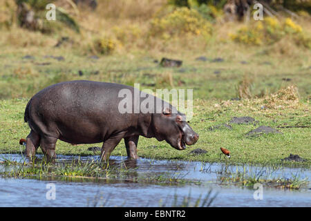 Hippopotame, hippopotame, hippopotame commun (Hippopotamus amphibius), debout dans l'eau peu profonde, Afrique du Sud, Sainte-Lucie Wetland Park Banque D'Images