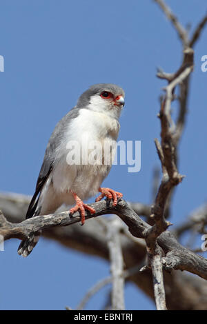 Falcon pygmées d'Afrique (Polihierax semitorquatus), assis sur un arbre mort, Afrique du Sud, Kgalagadi Transfrontier National Park Banque D'Images