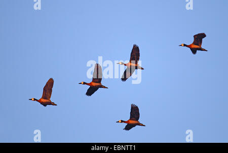 White-faced whistling duck (Dendrocygna viduata, Prosopocygna viduata), troupeau de vol dans la soirée, Afrique du Sud, Barberspan Sanctury Oiseaux Banque D'Images