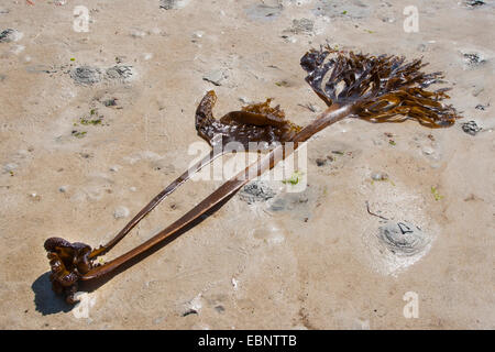 (Saccorhiza polyschides, Furbellow Saccorhiza bulbosa), avec rhizoïde échouée sur la plage, Allemagne Banque D'Images