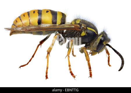 Guêpe commune Vespula (Paravespula vulgaris vulgaris,), macro shot de la reine Banque D'Images