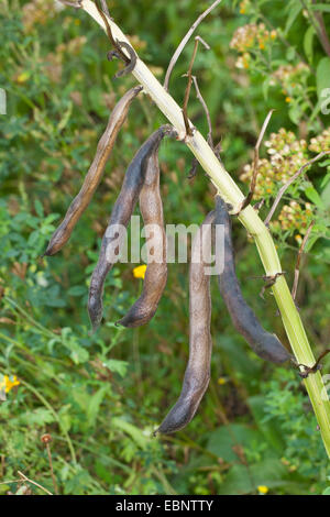 La fève, fèves, féveroles, haricot, haricot, Tic Bell (Vicia faba bean, Faba vulgaris), de fruits Banque D'Images