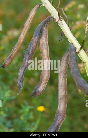 La fève, fèves, féveroles, haricot, haricot, Tic Bell (Vicia faba bean, Faba vulgaris), de fruits Banque D'Images