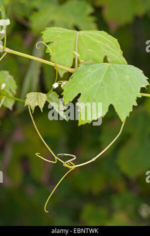 Vigne raisin, vigne (Vitis vinifera), les feuilles, l'Allemagne et la vrille Banque D'Images