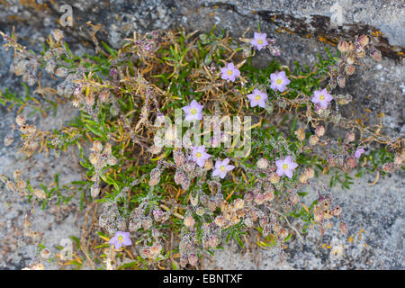 Rock Sea-spargoute des champs, spargoute des champs, Sandspurry Rock Sea (Spergularia rupicola, Spergula rupicola, Spergularia rupestris), qui fleurit sur un rocher côtier Banque D'Images