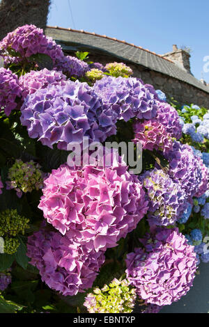 Hortensia jardin dentelle, cap hortensia (Hydrangea macrophylla), fleurir dans un jardin sur le devant, Allemagne Banque D'Images