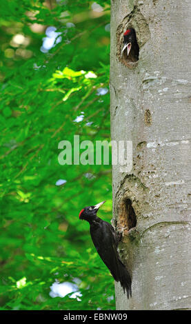 Pic noir (Dryocopus martius), le pic noir à leurs trous de nidification, Allemagne Banque D'Images