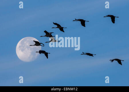 Grue cendrée grue eurasienne, (Grus grus), silhouette de grues dans le ciel avec la lune, Allemagne Banque D'Images