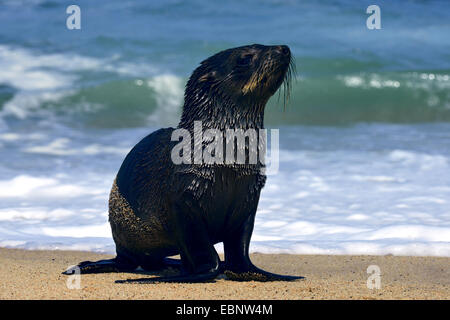 L'Afrique du Sud, Cape fur seal (Arctocephalus pusillus), assis à la plage, de la Namibie, Windhoek Banque D'Images